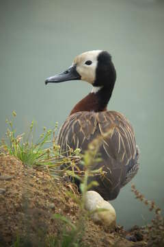 Image of White-faced Whistling Duck