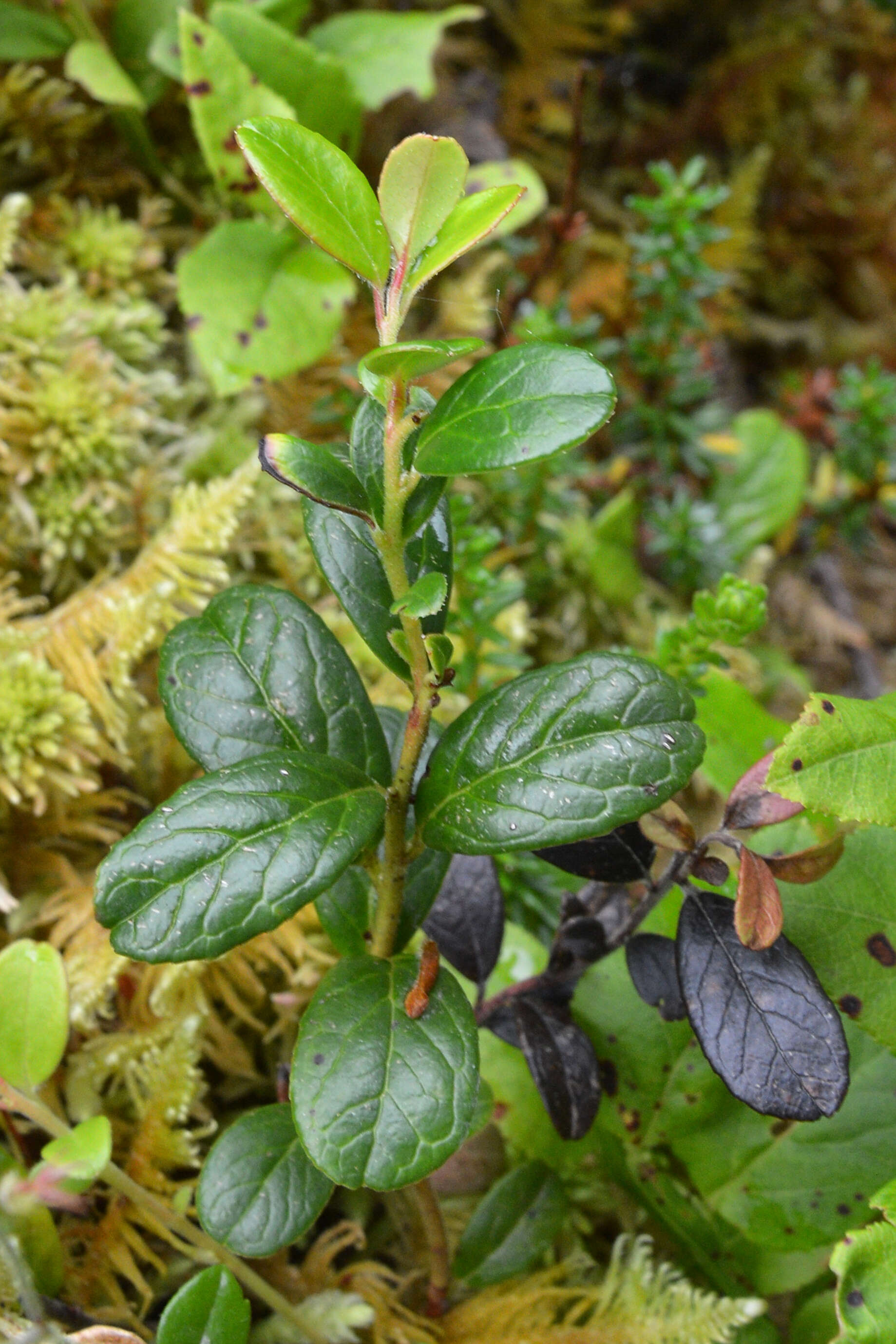 Image of lingonberry