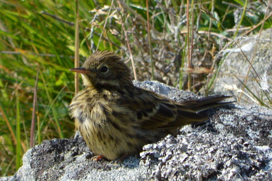 Image of Meadow Pipit