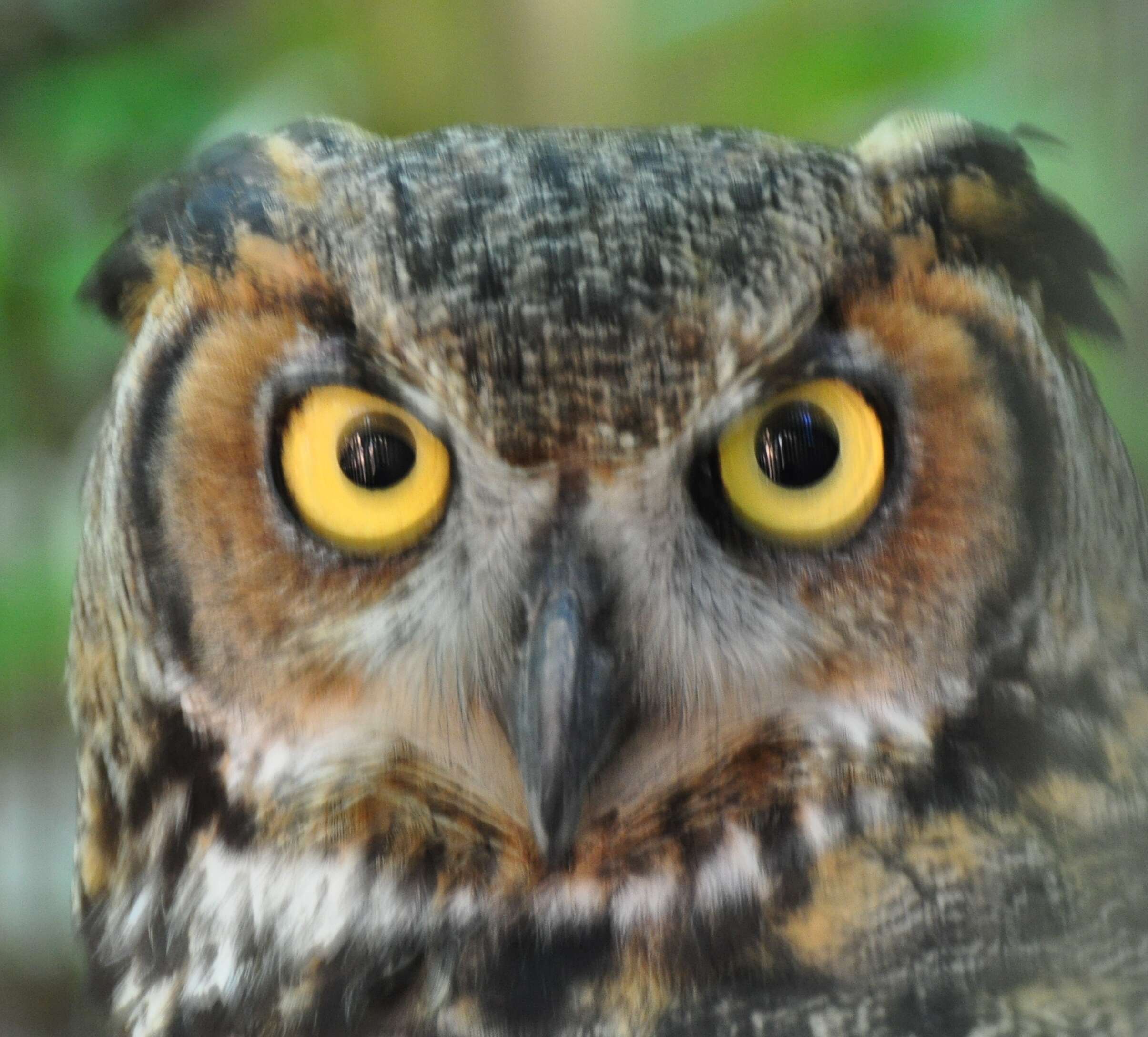 Image of Great Horned Owl