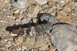 Image of red-winged grasshopper