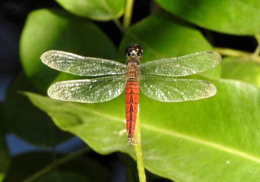 Image of little bloodtail