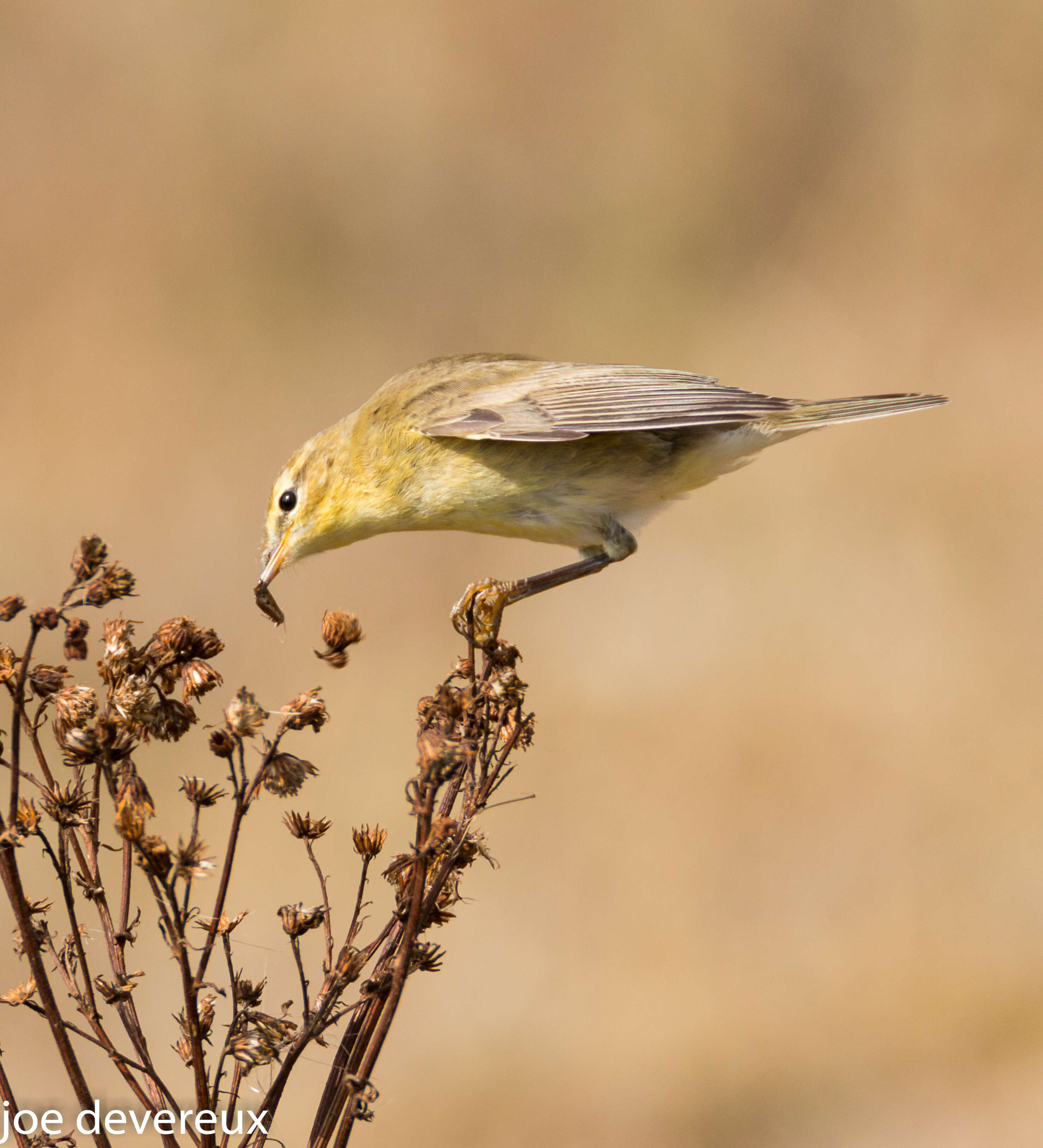 Image of Willow Warbler