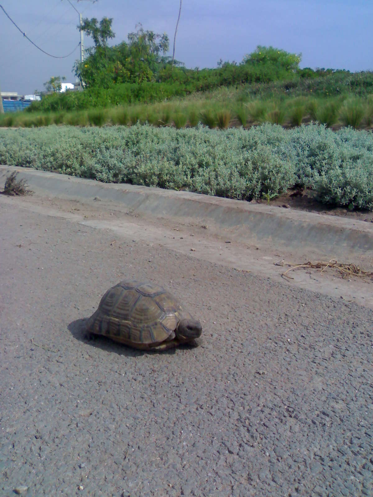 Imagem de testudo graeca