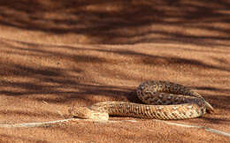 Image of Dwarf Puff Adder