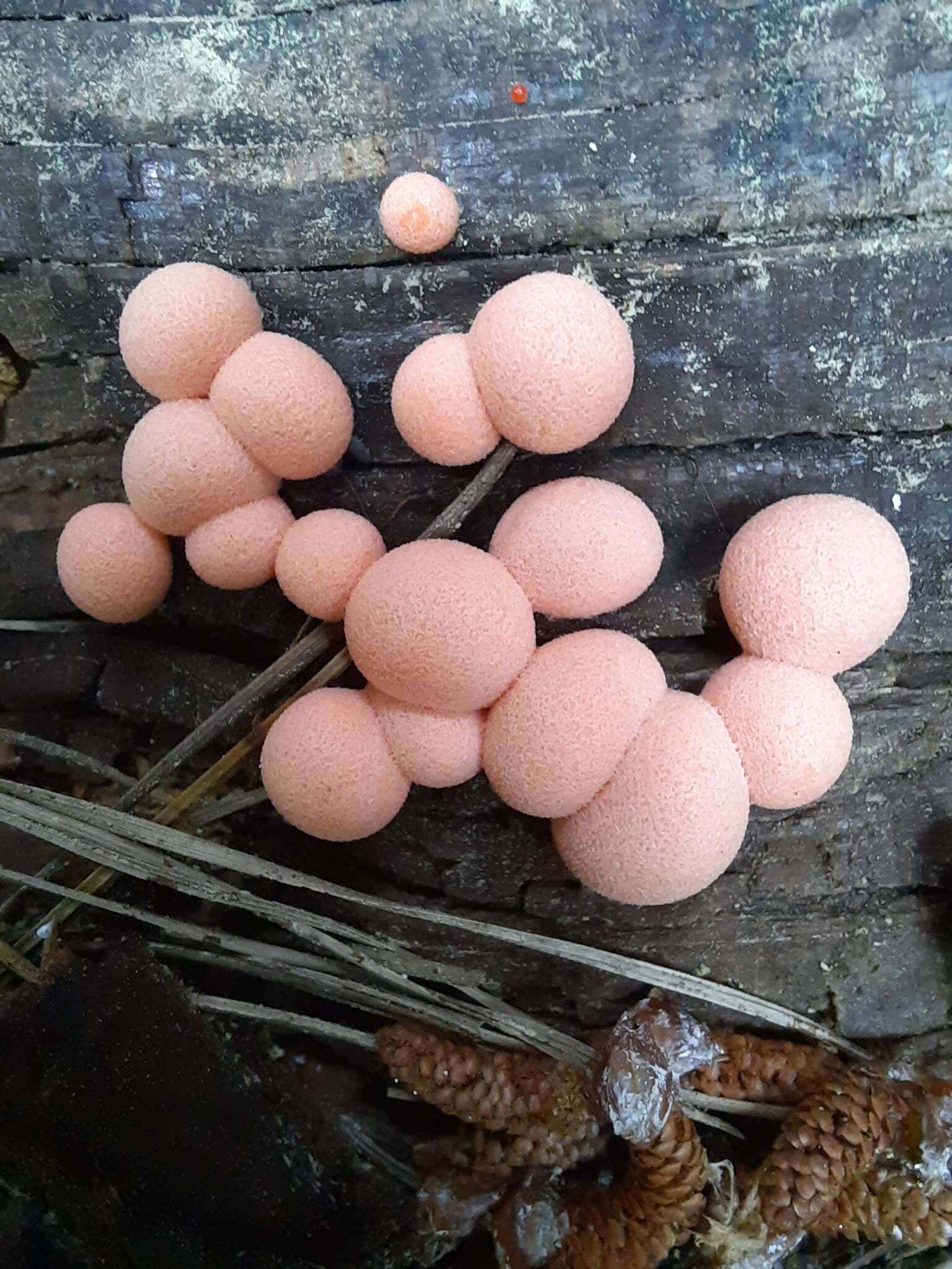 Image of Lycogala epidendrum