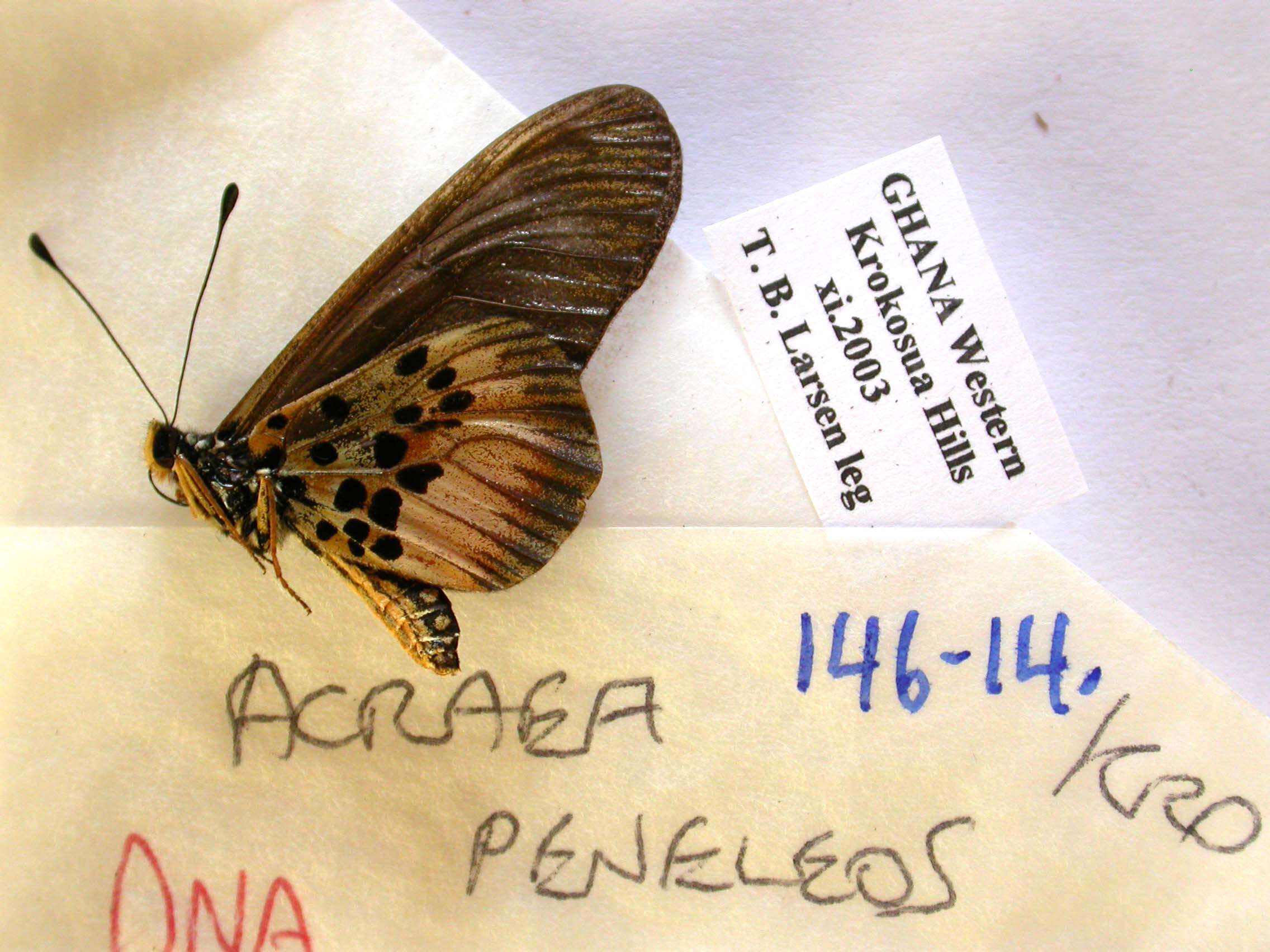 Image of Acraea peneleos Ward 1871