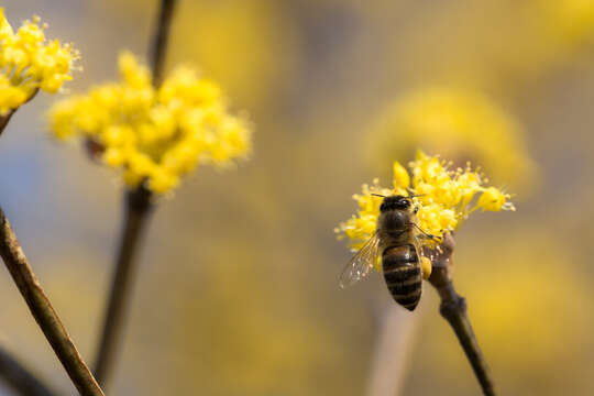 Image of Apis cerana japonica