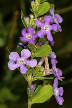 Слика од Freylinia tropica S. Moore