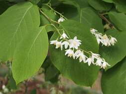 Plancia ëd Styrax obassia Siebold & Zucc.