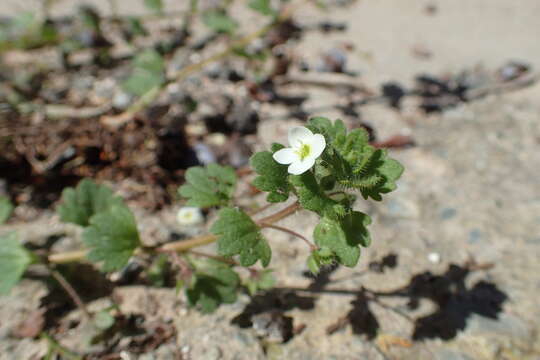 Image of glandular speedwell