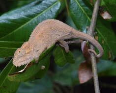 Image of Black-headed Dwarf Chameleon