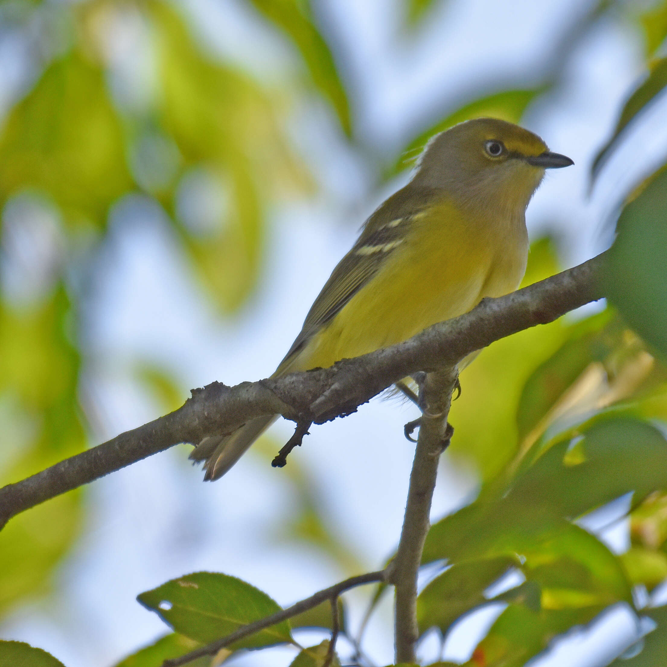 Слика од Vireo griseus (Boddaert 1783)