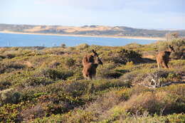 Image of Kangaroo Island Western Grey Kangaroo