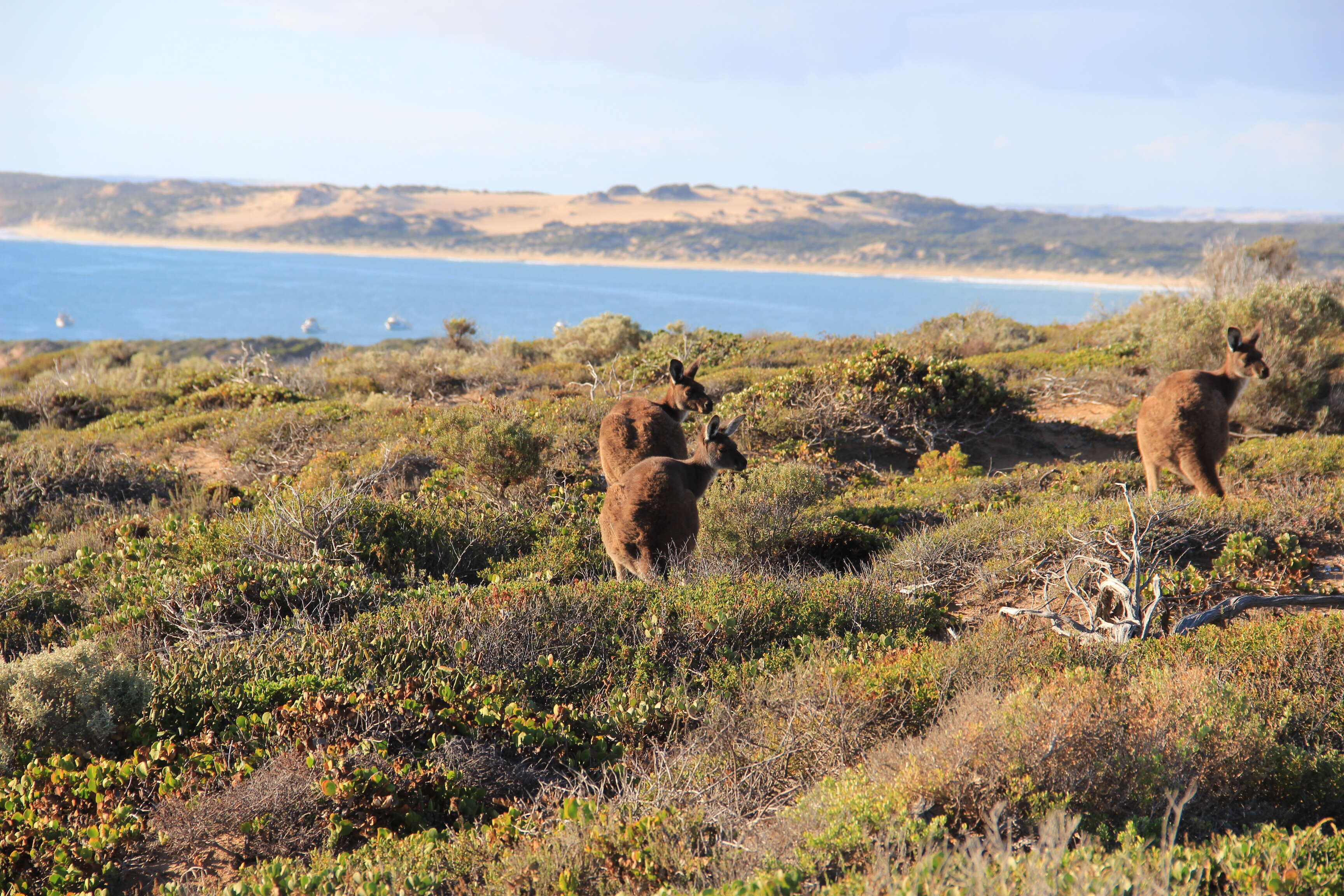 Image of Kangaroo Island Western Grey Kangaroo