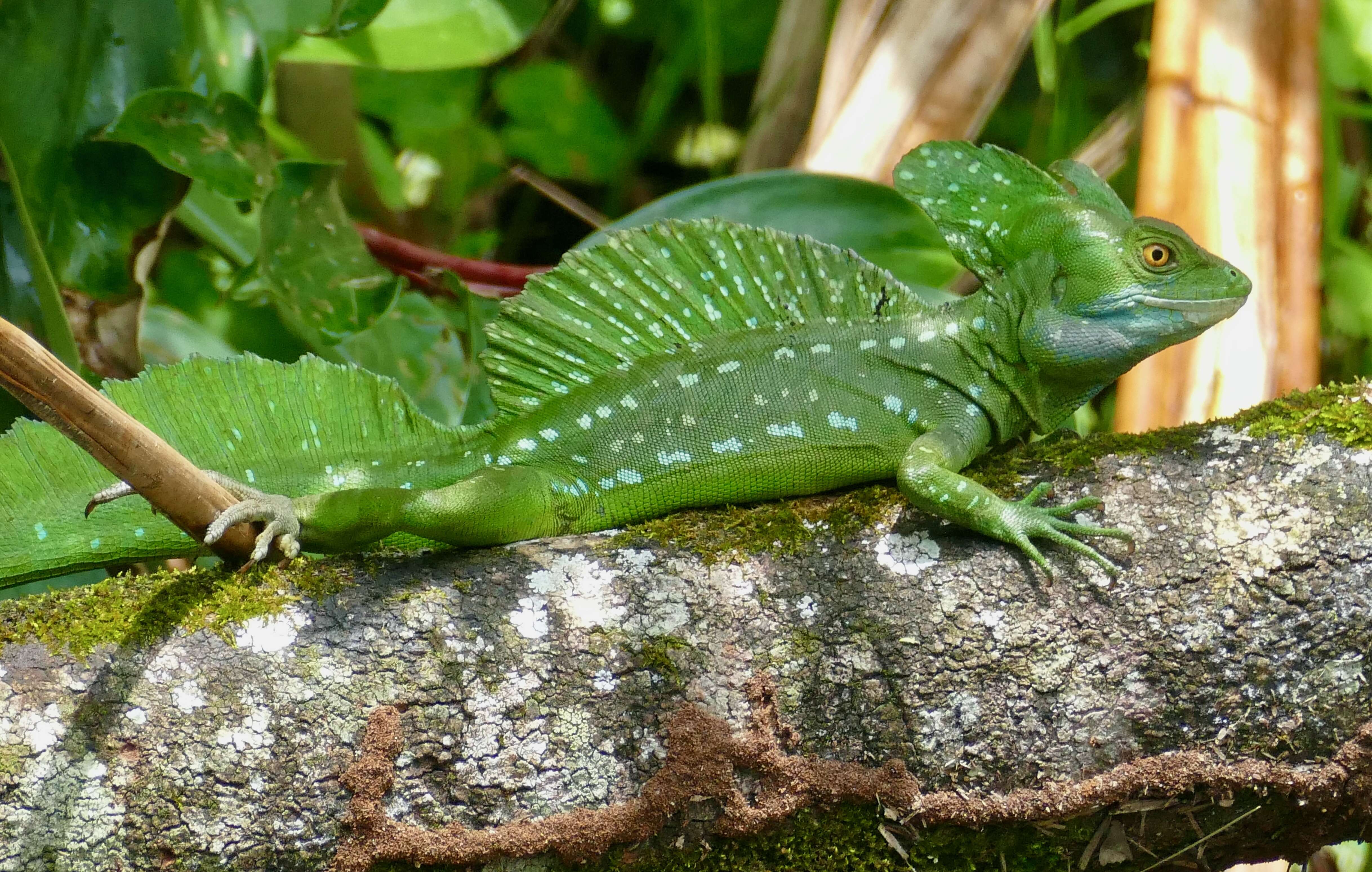 Image of Green Basilisk