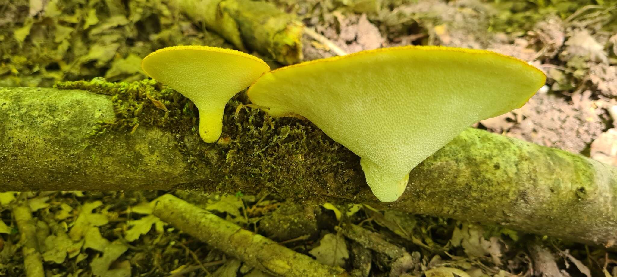 Image of Polyporus tuberaster (Jacq. ex Pers.) Fr. 1821