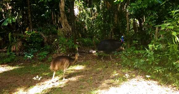 Image of Southern Cassowary