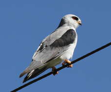 Image of Black-shouldered Kite