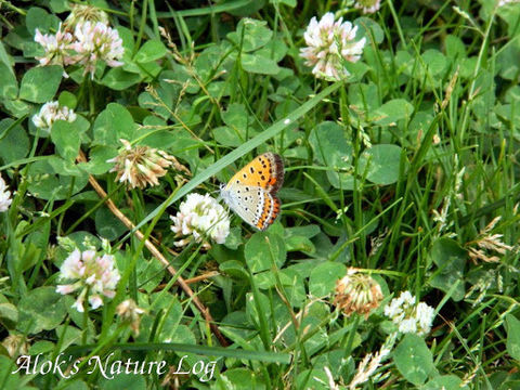 Image of <i>Lycaena pavana</i> Kollar 1848