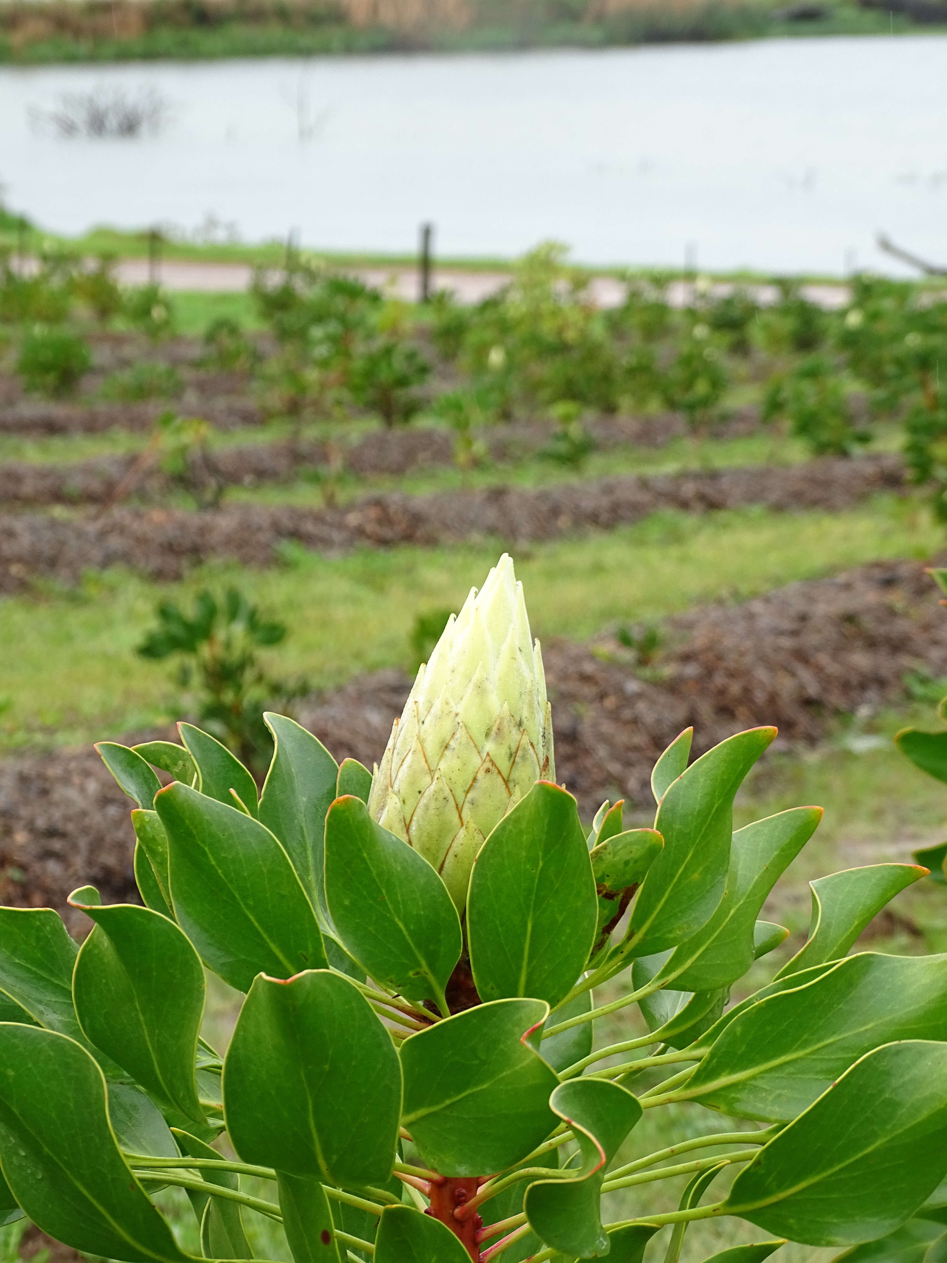 Imagem de Protea cynaroides (L.) L.