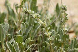 Image de Atriplex gardneri (Moq.) D. Dietr.