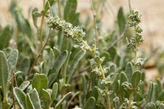 Image de Atriplex gardneri (Moq.) D. Dietr.