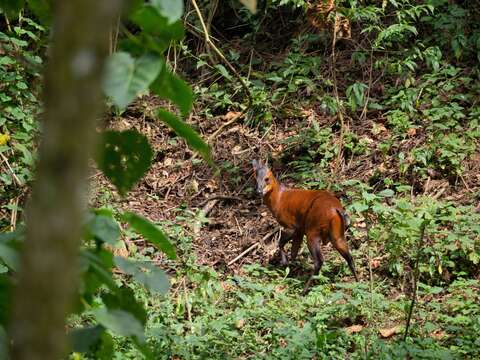 Image of Black-fronted Duiker