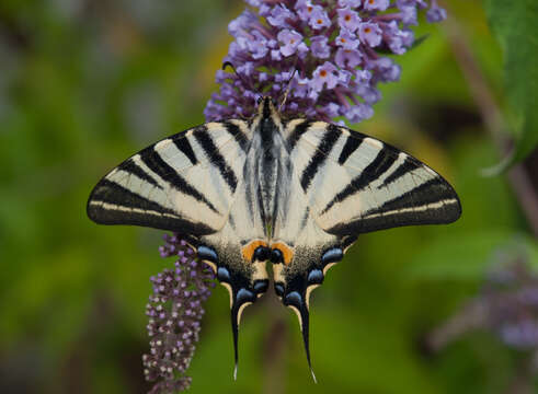 Image of Iphiclides