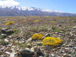 Imagem de Myosotis uniflora Hook. fil.