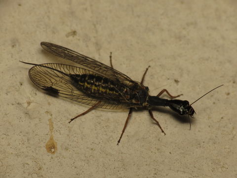18.https www inaturalist org photos 874214.580x360