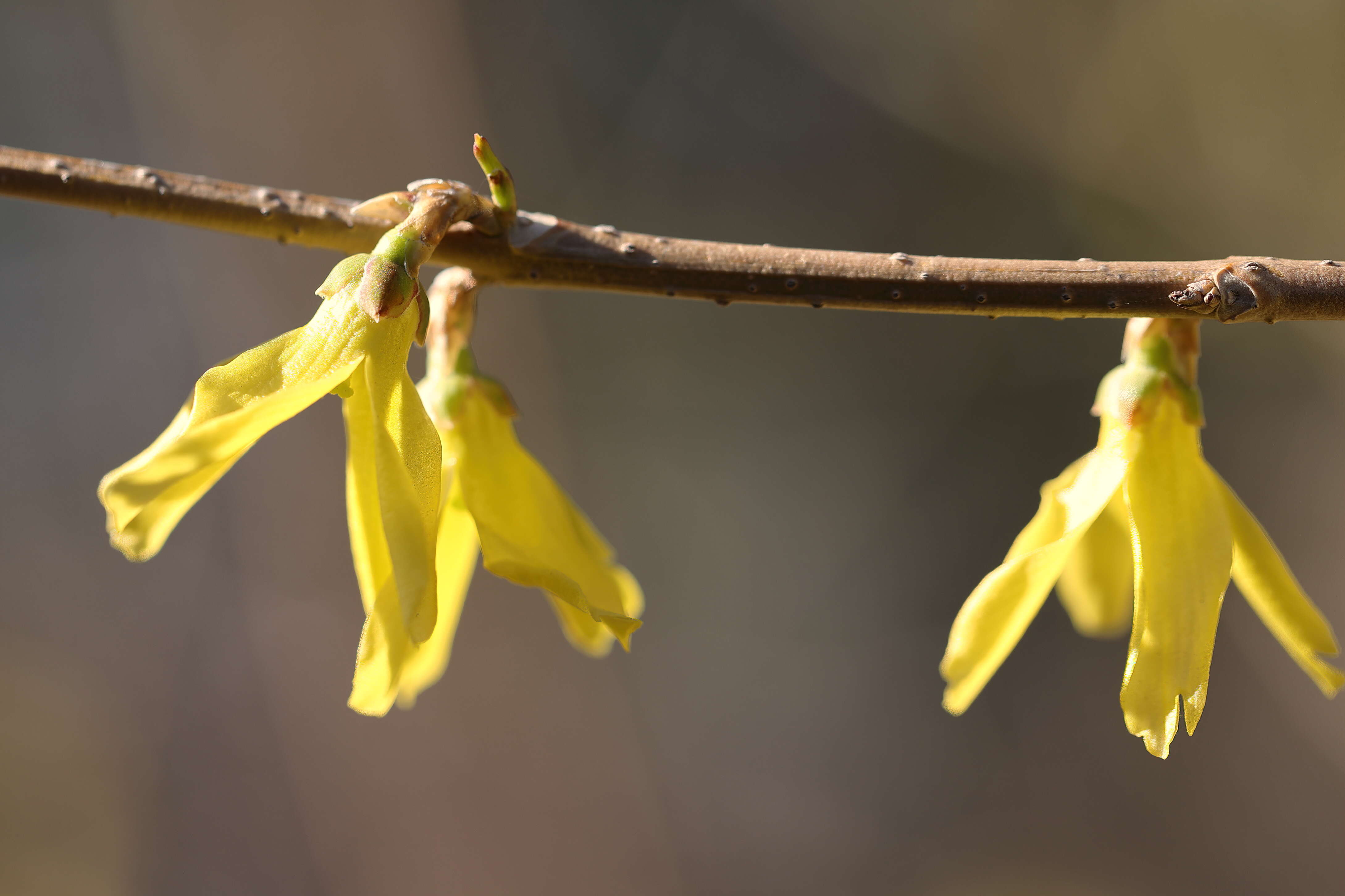 Forsythia ovata Nakai resmi