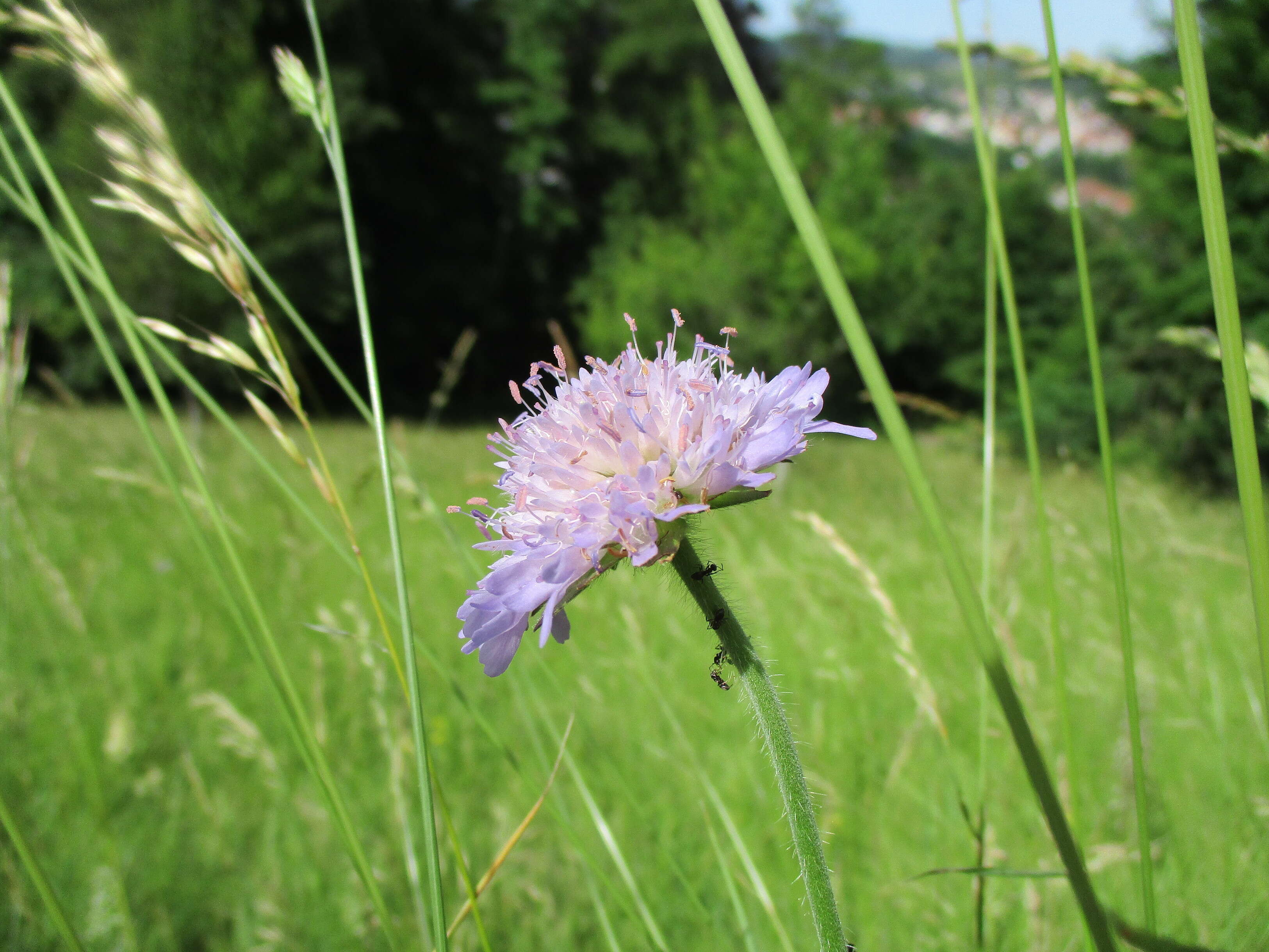 Слика од Knautia arvensis (L.) Coulter