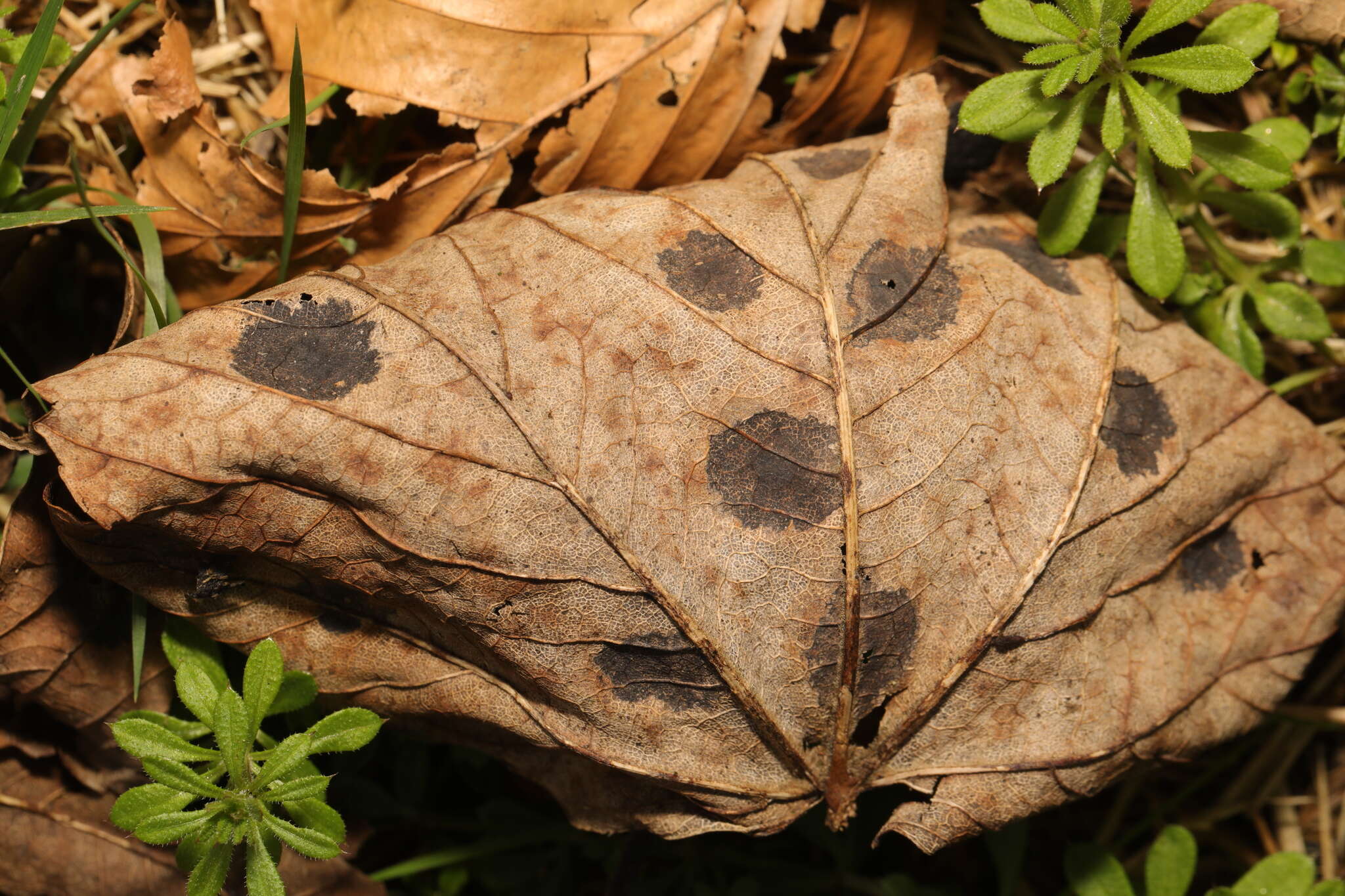 Image of European tar spot