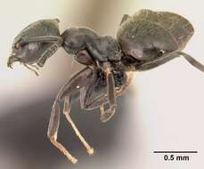 Image of Ant