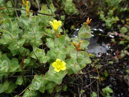 Plancia ëd Hypericum elodes L.