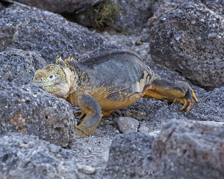 Image of marine iguana