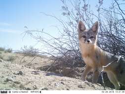 Image of Desert Fox