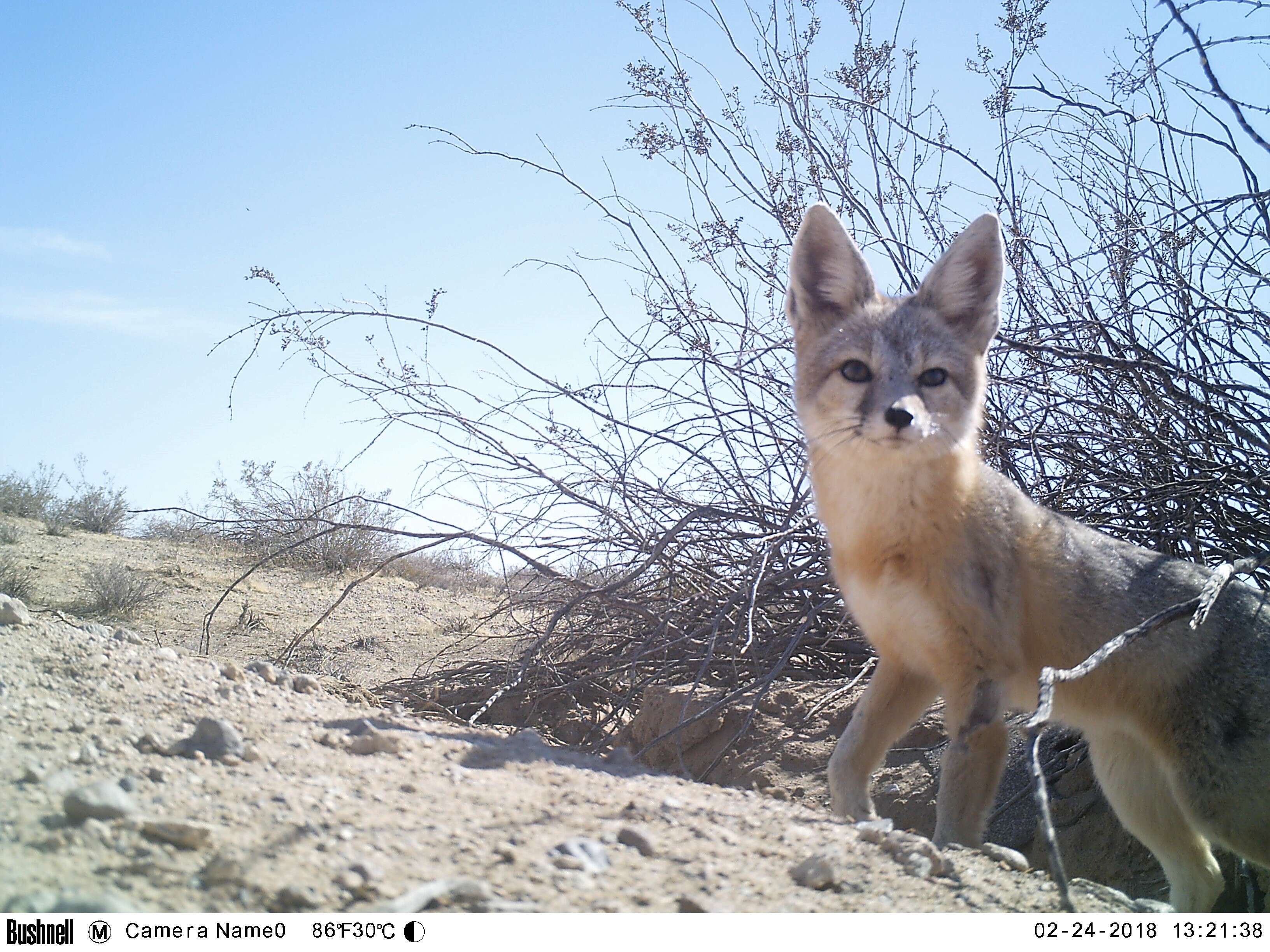 Image of Desert Fox