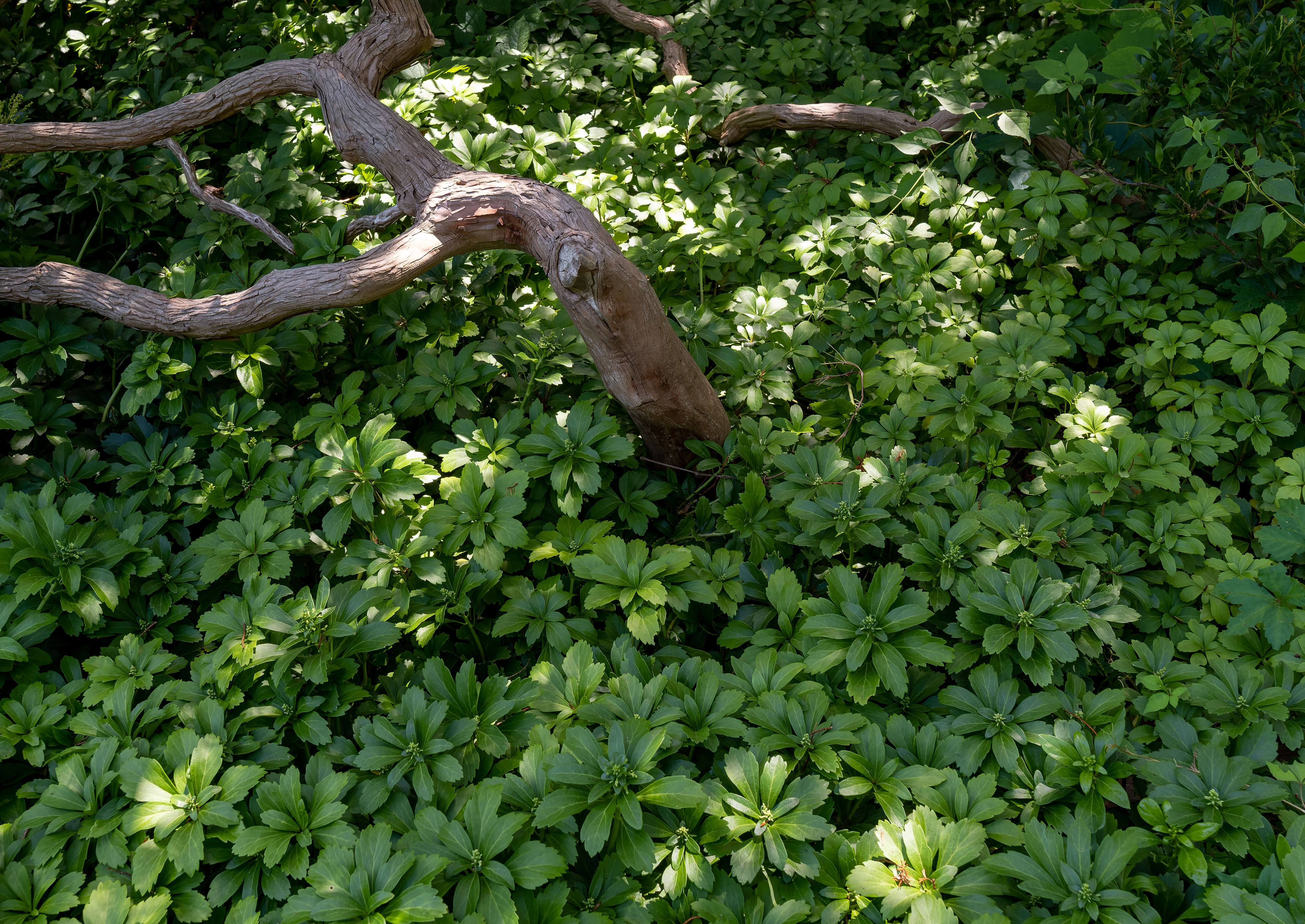 Image of Japanese pachysandra