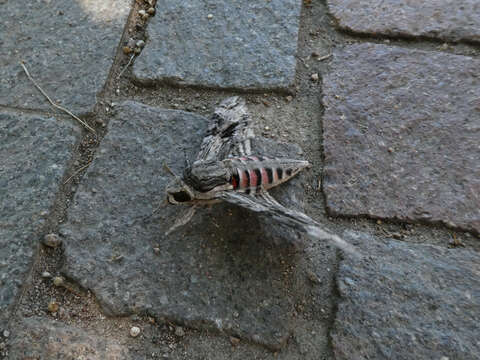 Image of convolvulus hawk moth