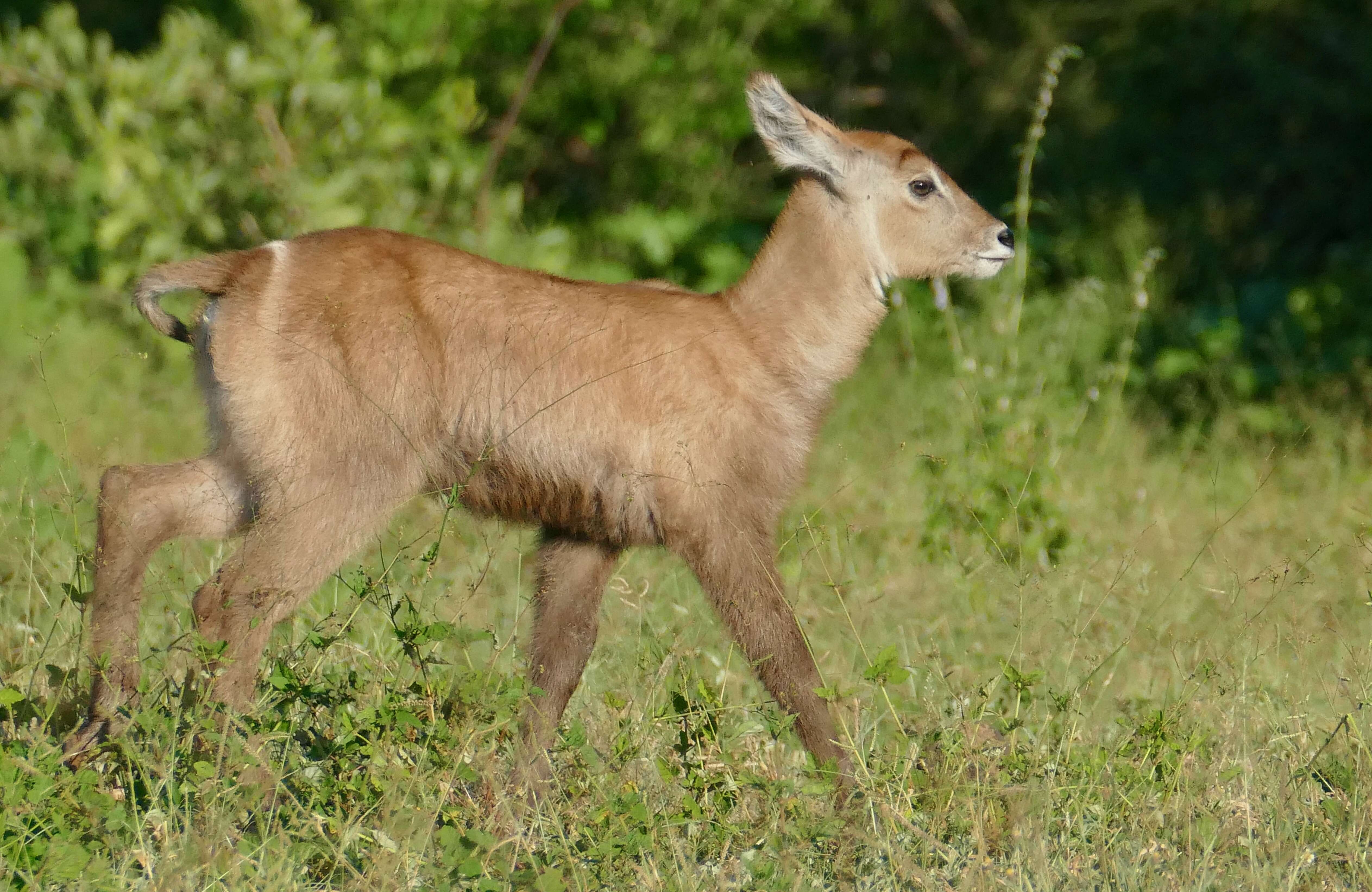 Image de Reduncinae