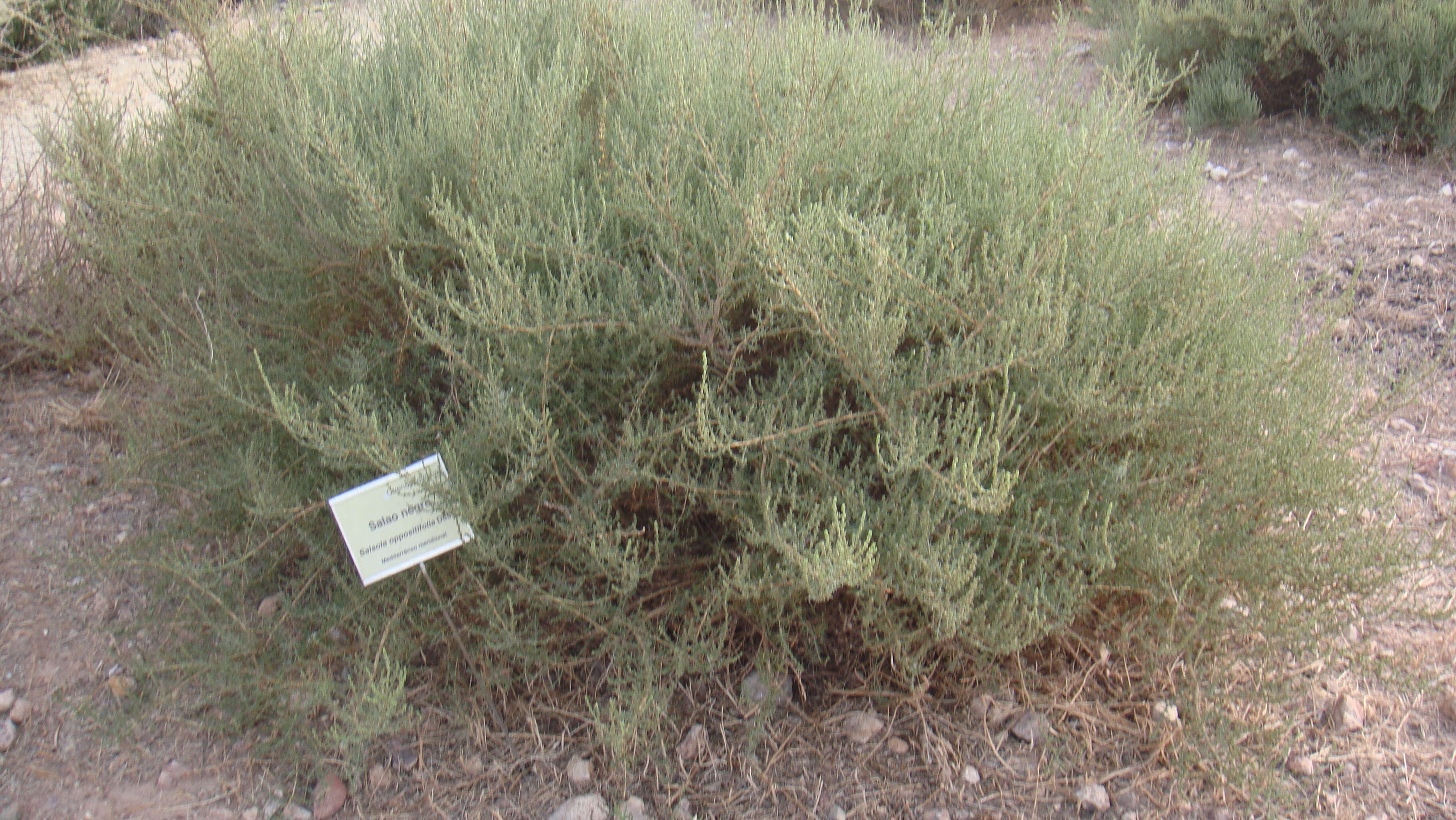 Plancia ëd Salsola oppositifolia Desf.