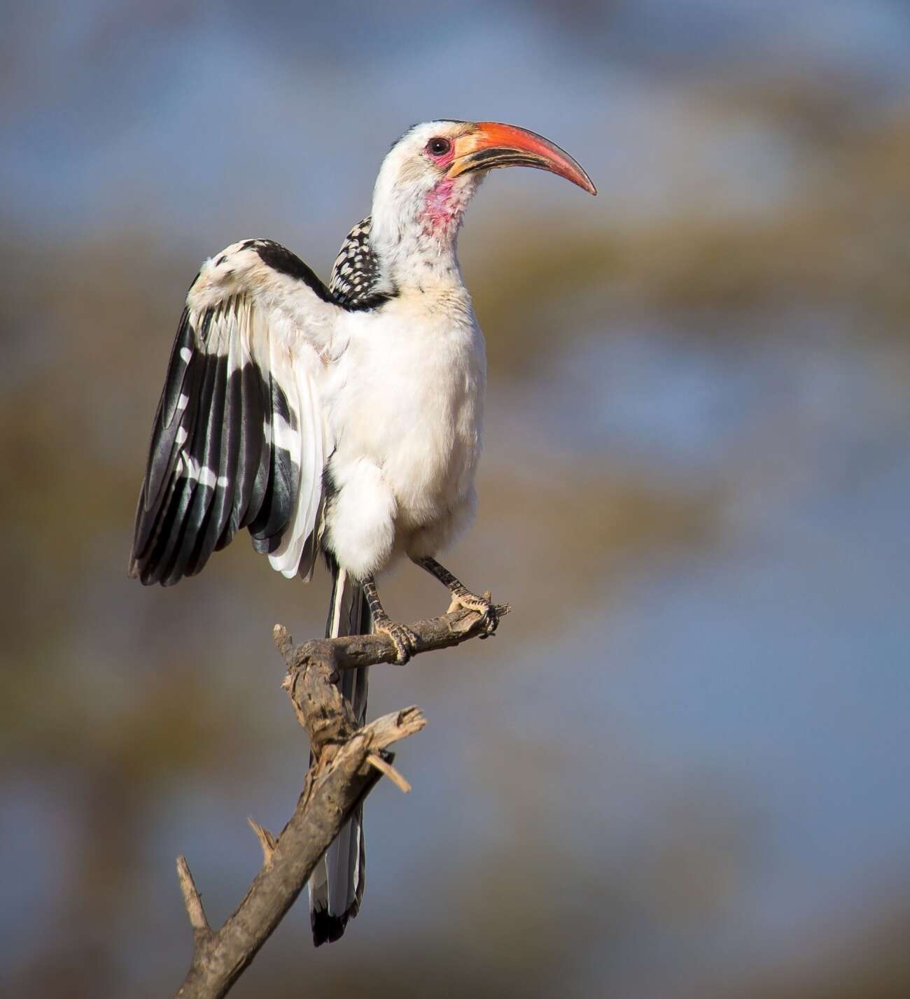 Image of Northern Red-billed Hornbill