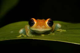 Image of Green Bright-eyed Frog