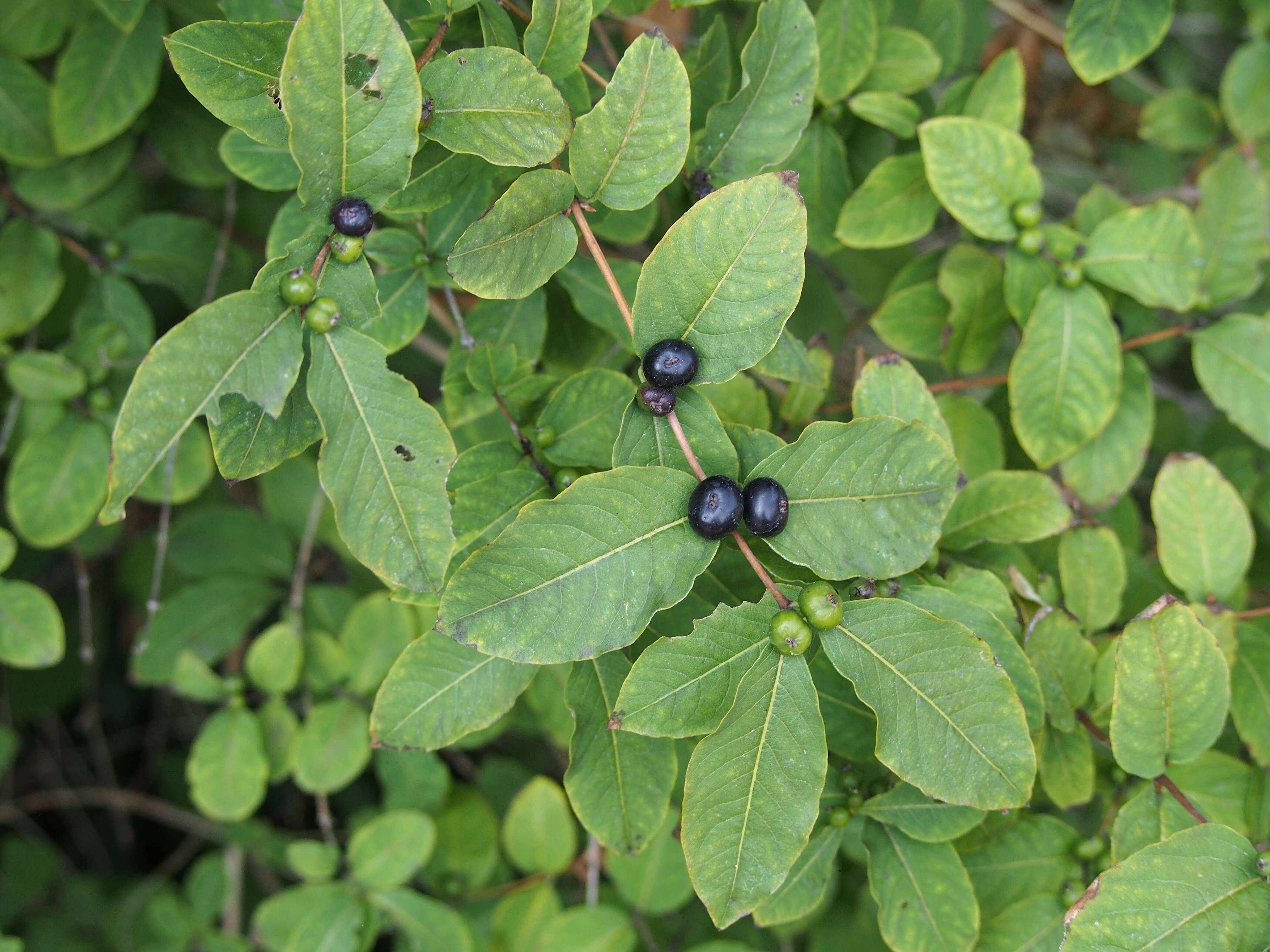 Lonicera nigra L. resmi