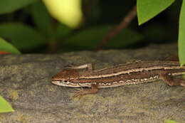 Image of Japanese Grass Lizard