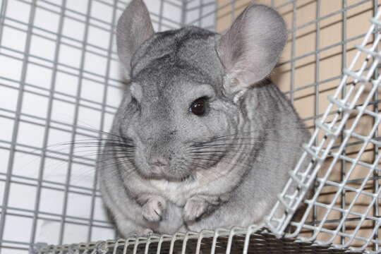 Image of Short-tailed Chinchilla