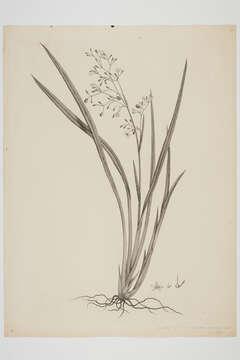 Image of Dianella nigra Colenso