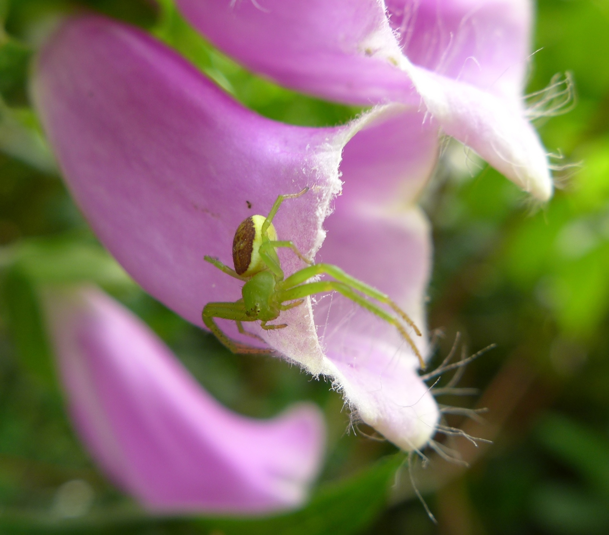 Image of Diaea dorsata (Fabricius 1777)